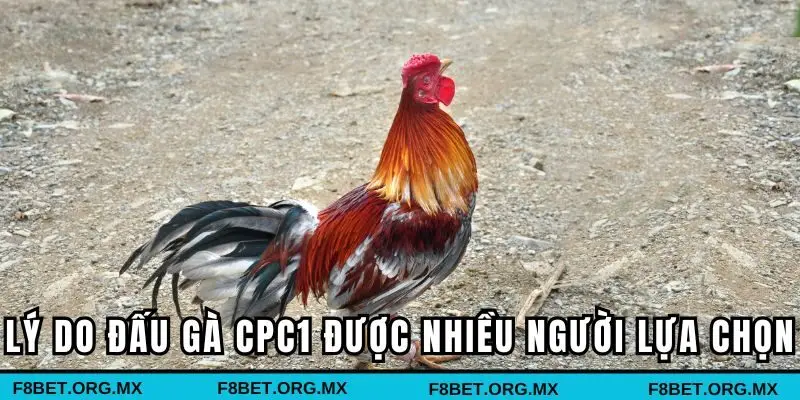 Những lý do đấu gà CPC1 được nhiều người lựa chọn