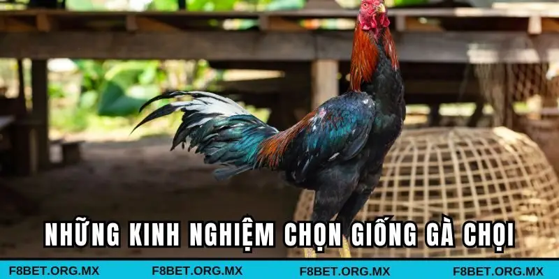 Những kinh nghiệm chọn giống gà chọi hữu ích