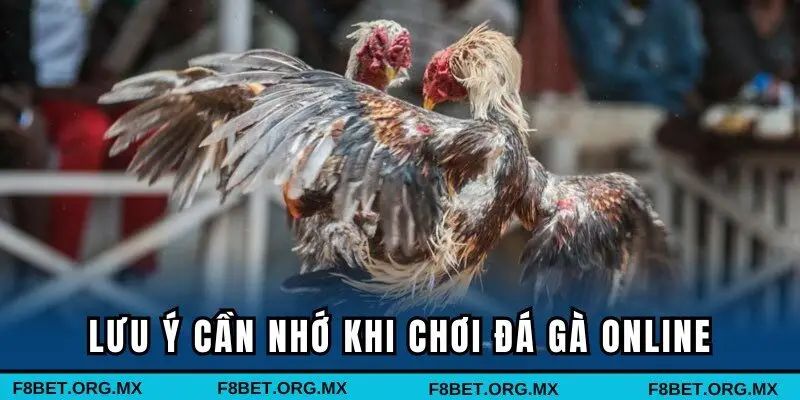 Lưu ý cần nhớ khi chơi đá gà online
