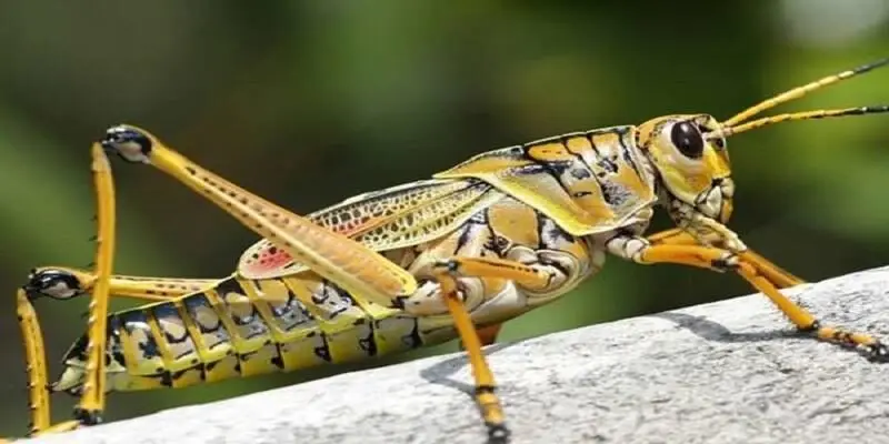 Những tình huống khác khi mơ thấy cào cào