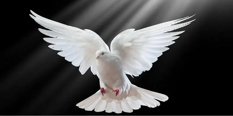 Mơ thấy con chim thực sự báo hiệu điều gì?