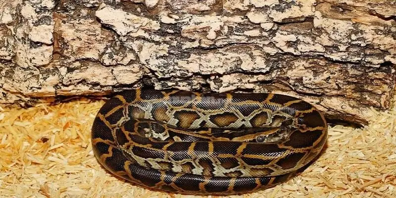 Các tình huống thường gặp khi mơ trăn đầy người