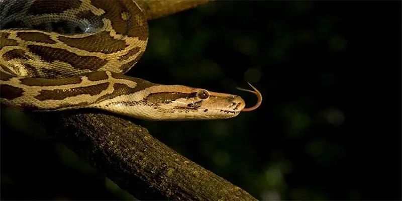 Mơ trăn đầy người đánh con gì tại F8bet?